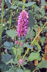 agastache rugosa thumbnail graphic